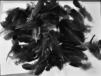 Black Fuzzies Chicken Feathers