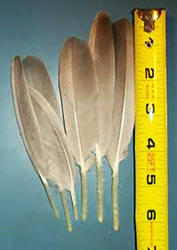 Toulouse Goose Quill Pen Feathers