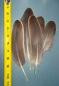 Toulouse Goose Feathers