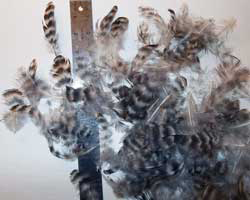 Barred Rock/Plymouth Rock CHicken Feathers