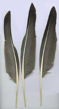 Toulouse Goose Quill Pen Feathers