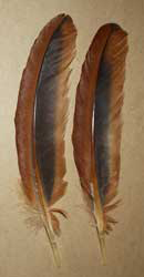 Brown and Black Chicken Rooster Feathers