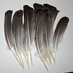 Toulouse Goose Right Curve Wing Feathers