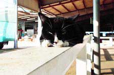 Missy GSEC