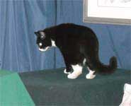 Missy GSEC